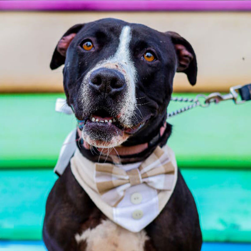 Pit Pals Pitbull Rescued Dog